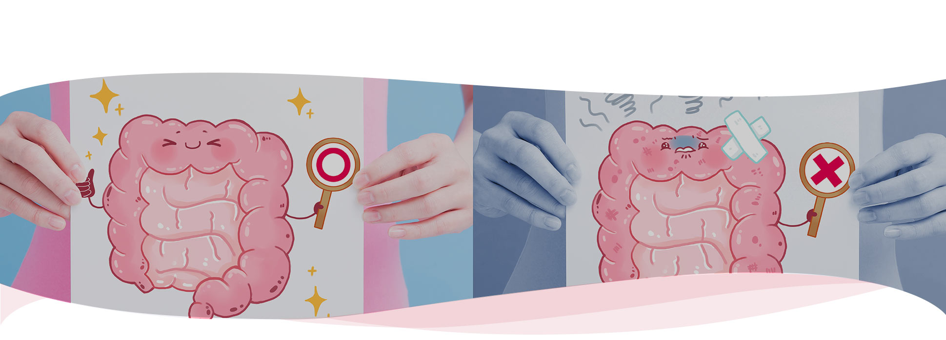 CBD & CBG για την Υγεία του Εντέρου